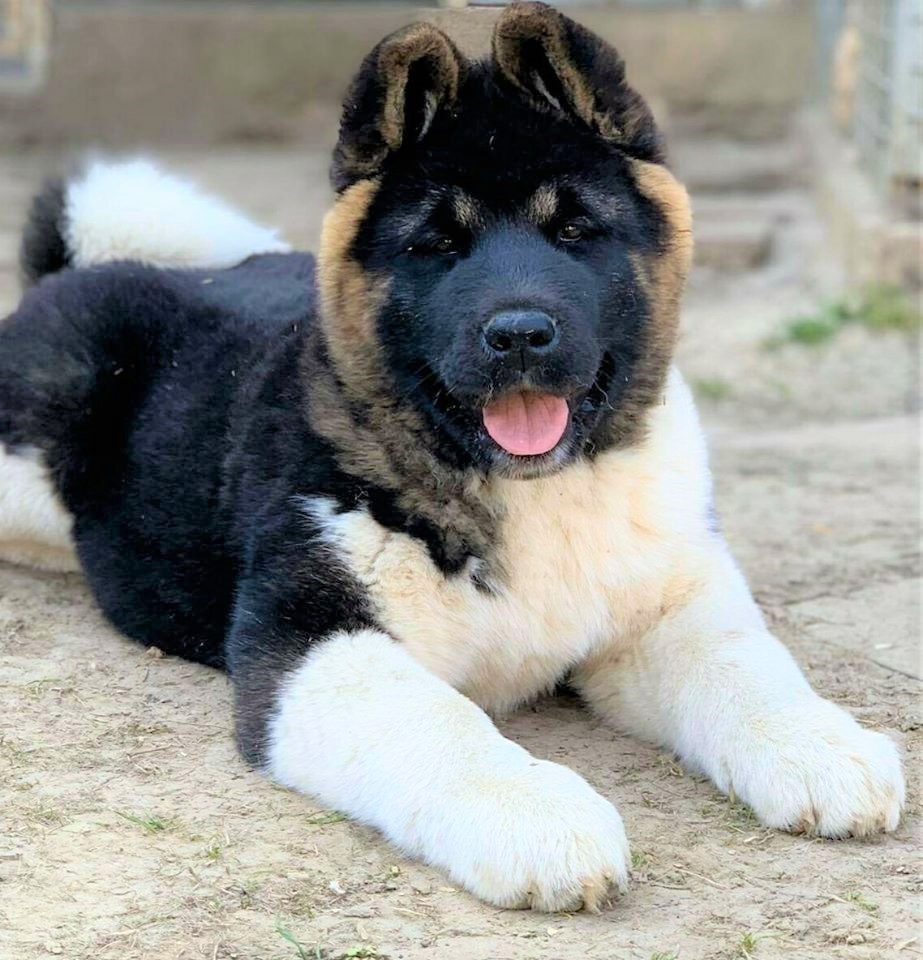 Summit Akitas Akita Picture