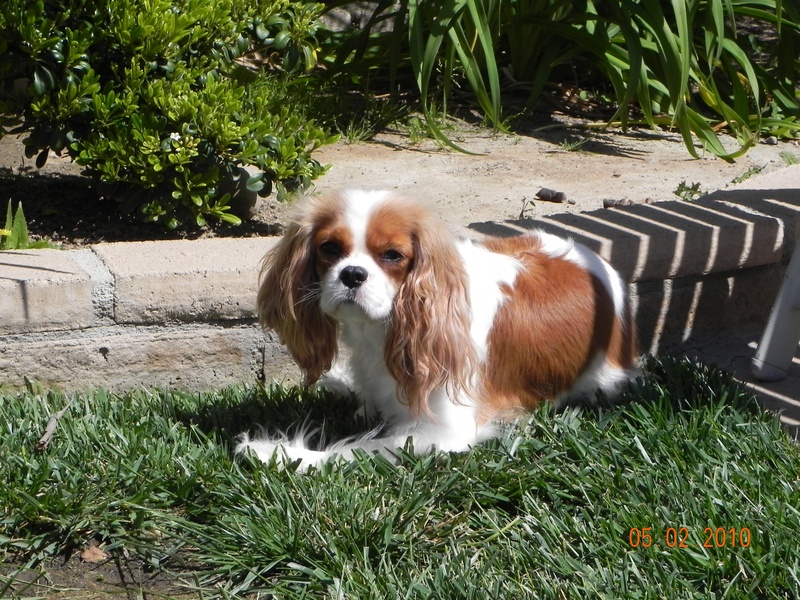 Cavalier King Charles Spaniel Picture