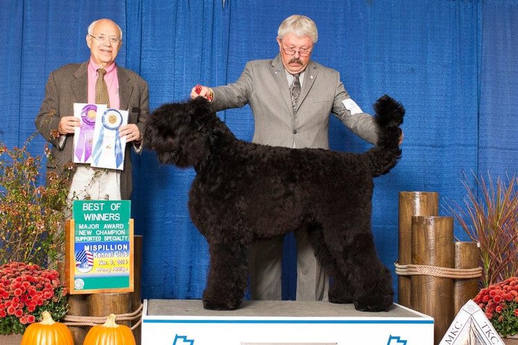 Black Russian Terrier Picture