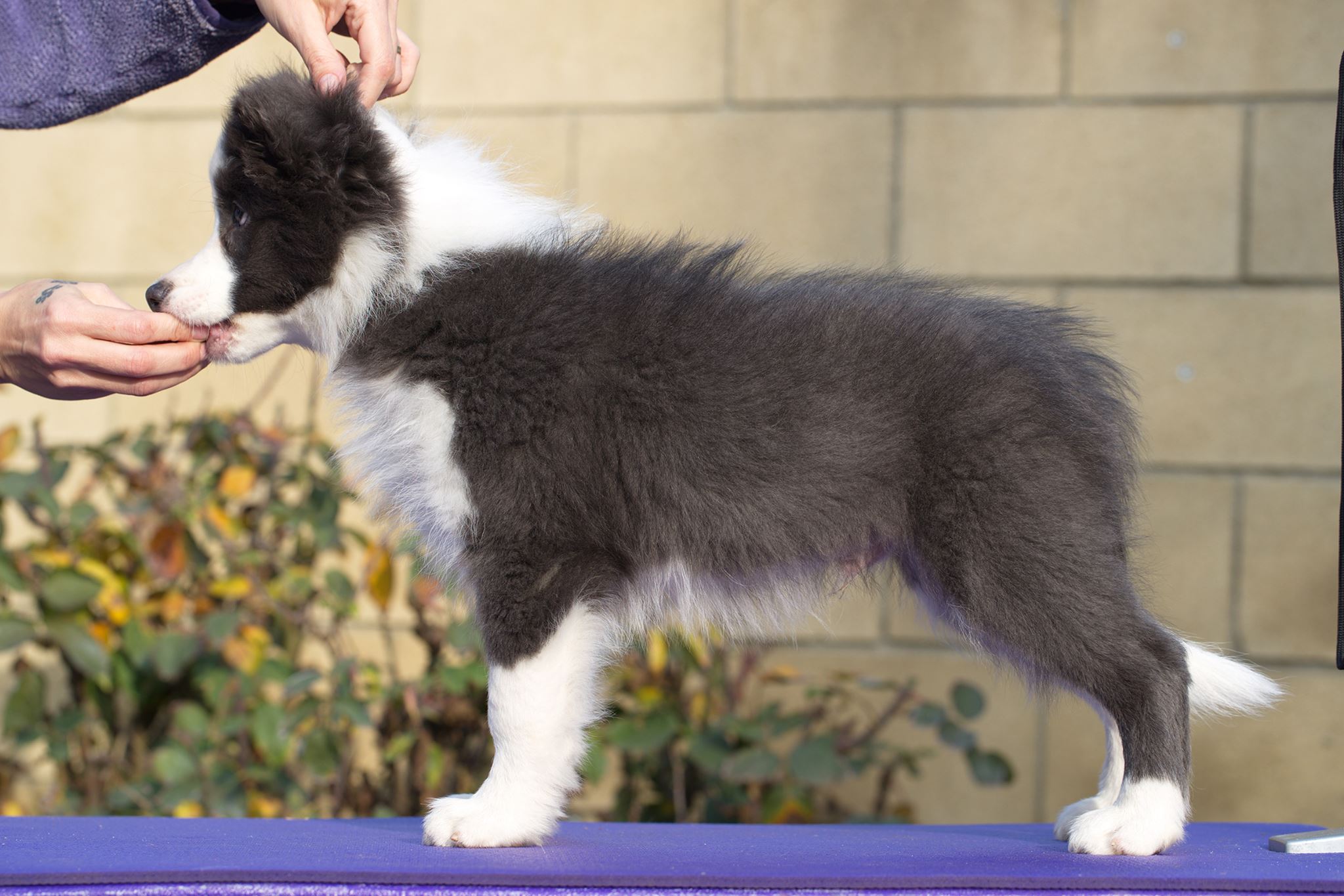 Border Collie Picture