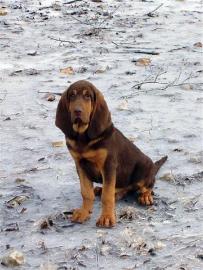 Bloodhound Bloodhound Picture