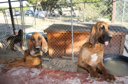 Bloodhound Picture