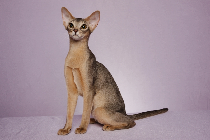 Abyssinian Picture