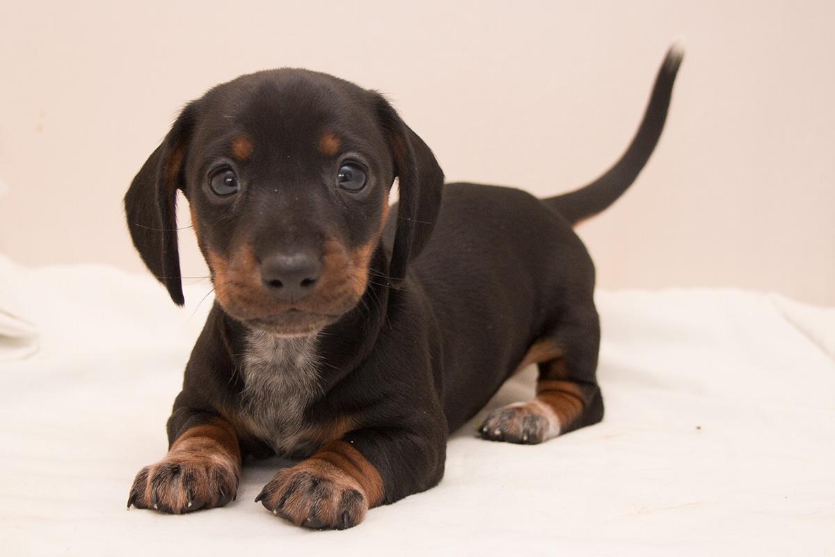 Dachshund (Toy, Miniature, Standard) Picture