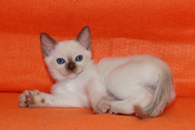 Prairieridge Tonkinese and Abyssinians Abyssinian Picture