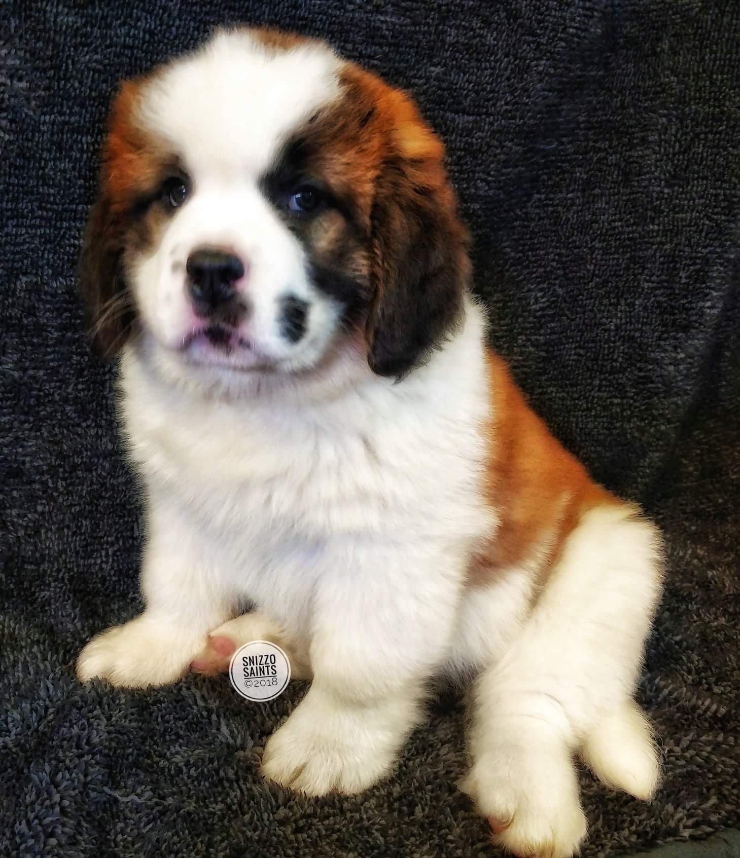 St. Bernard (Saint Bernard) Picture