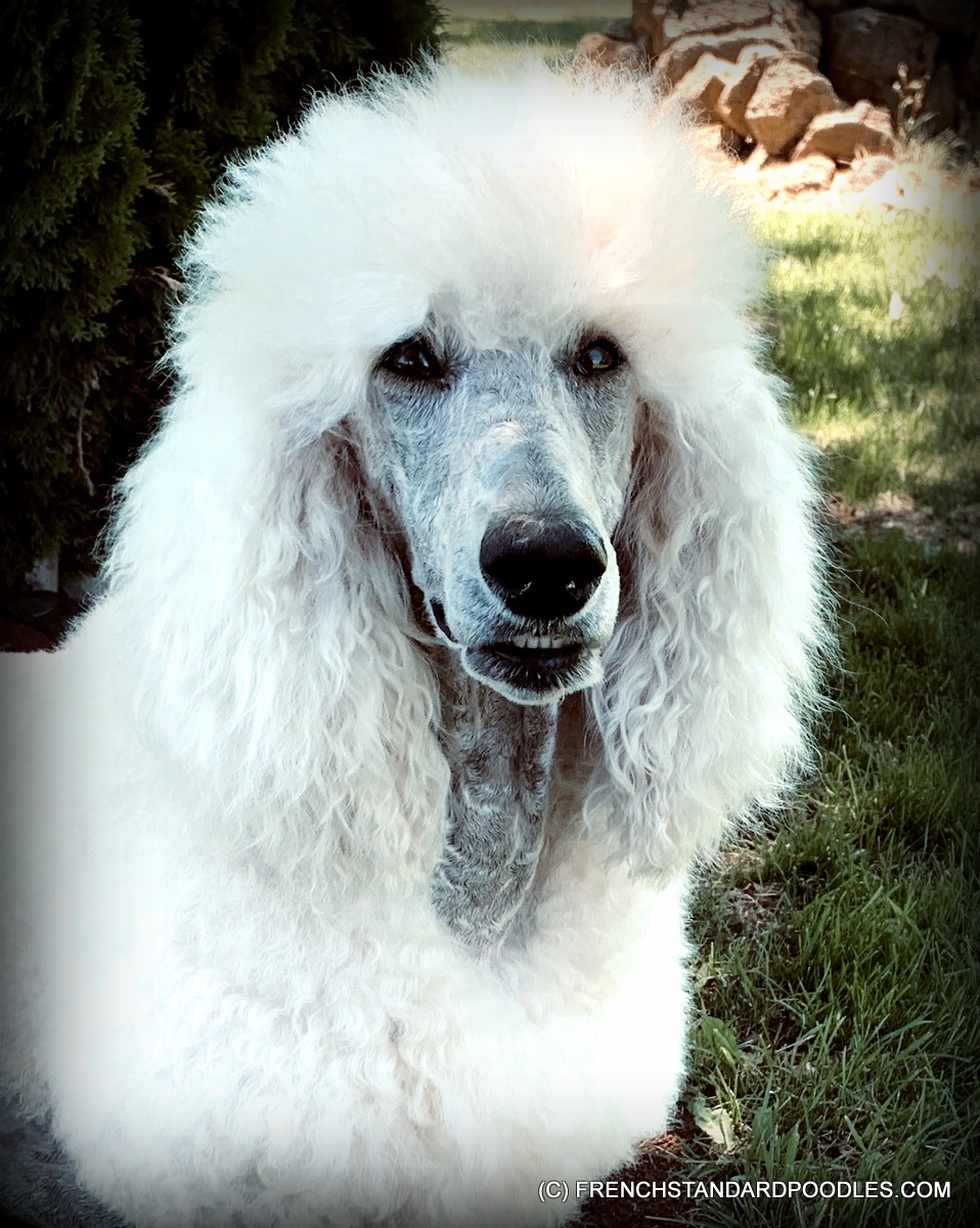 French Standard Poodles Poodle (Standard) Picture