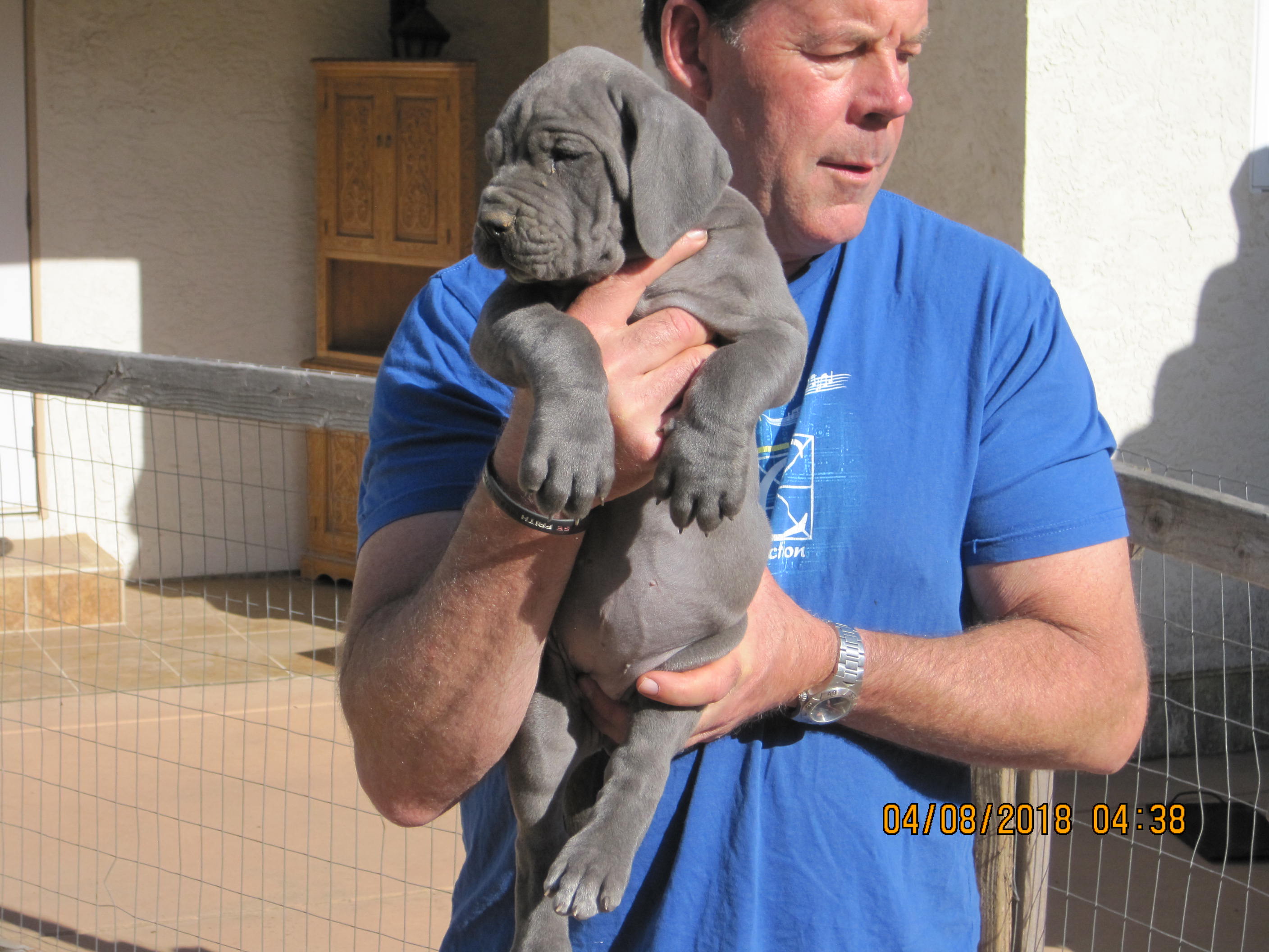 Mystery Mountain Great Dane Picture