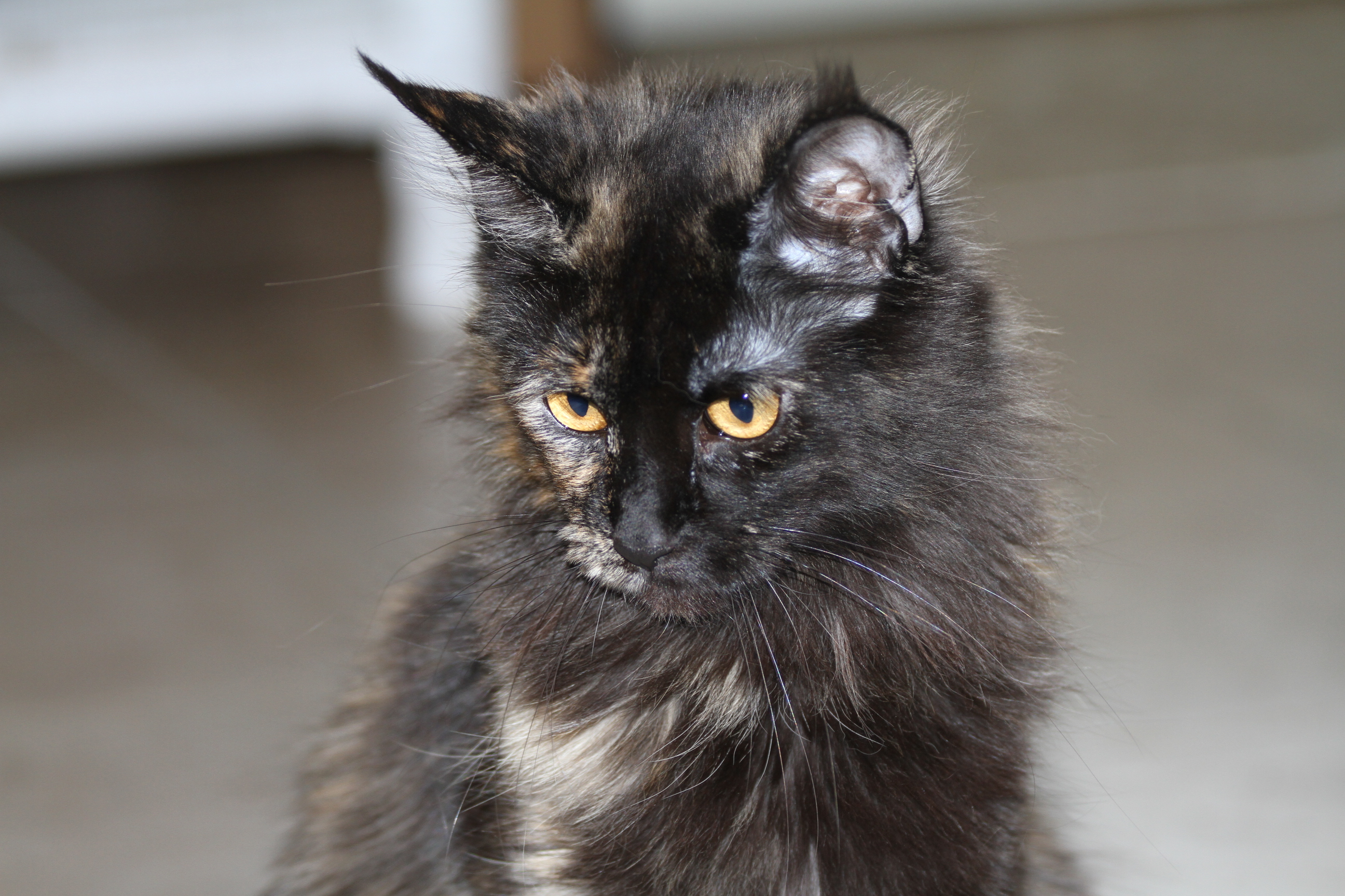 Whispurridge Cattery Maine Coon Picture