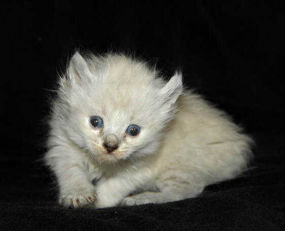 American Bobtail Picture