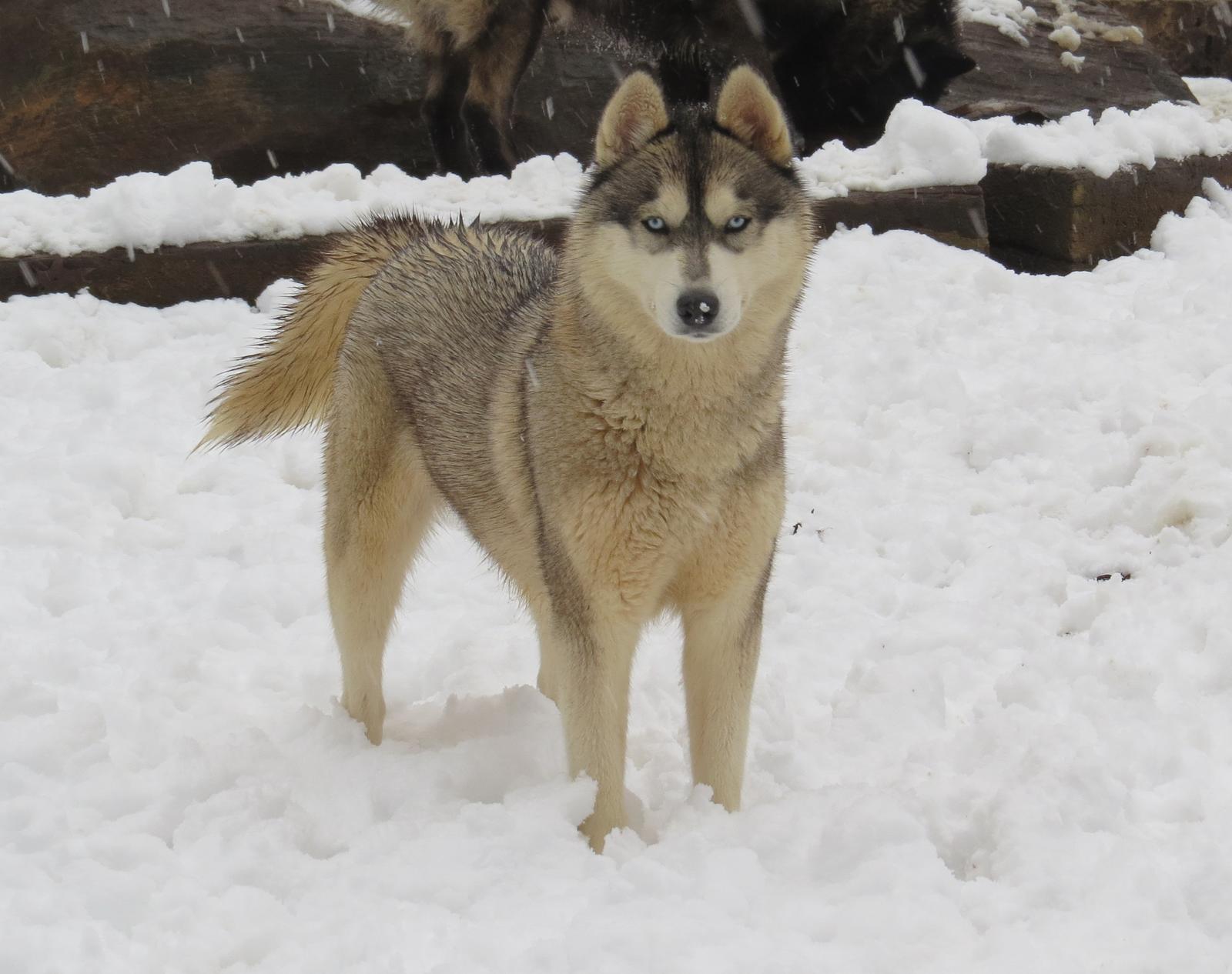 Siberian Husky Picture