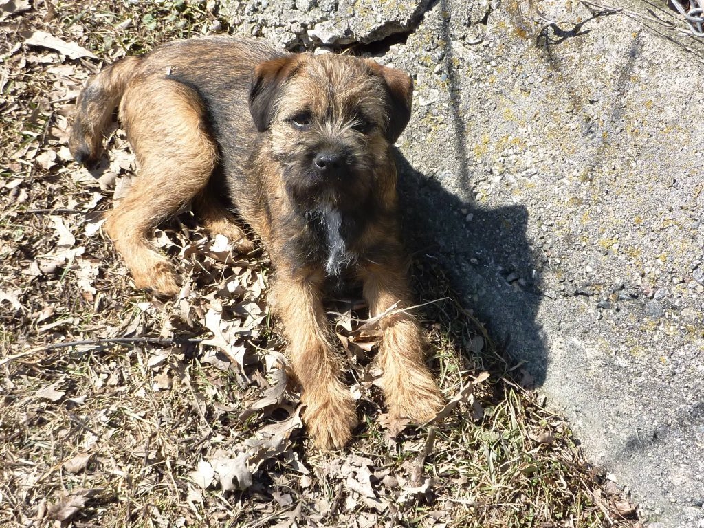 Border Terrier Picture