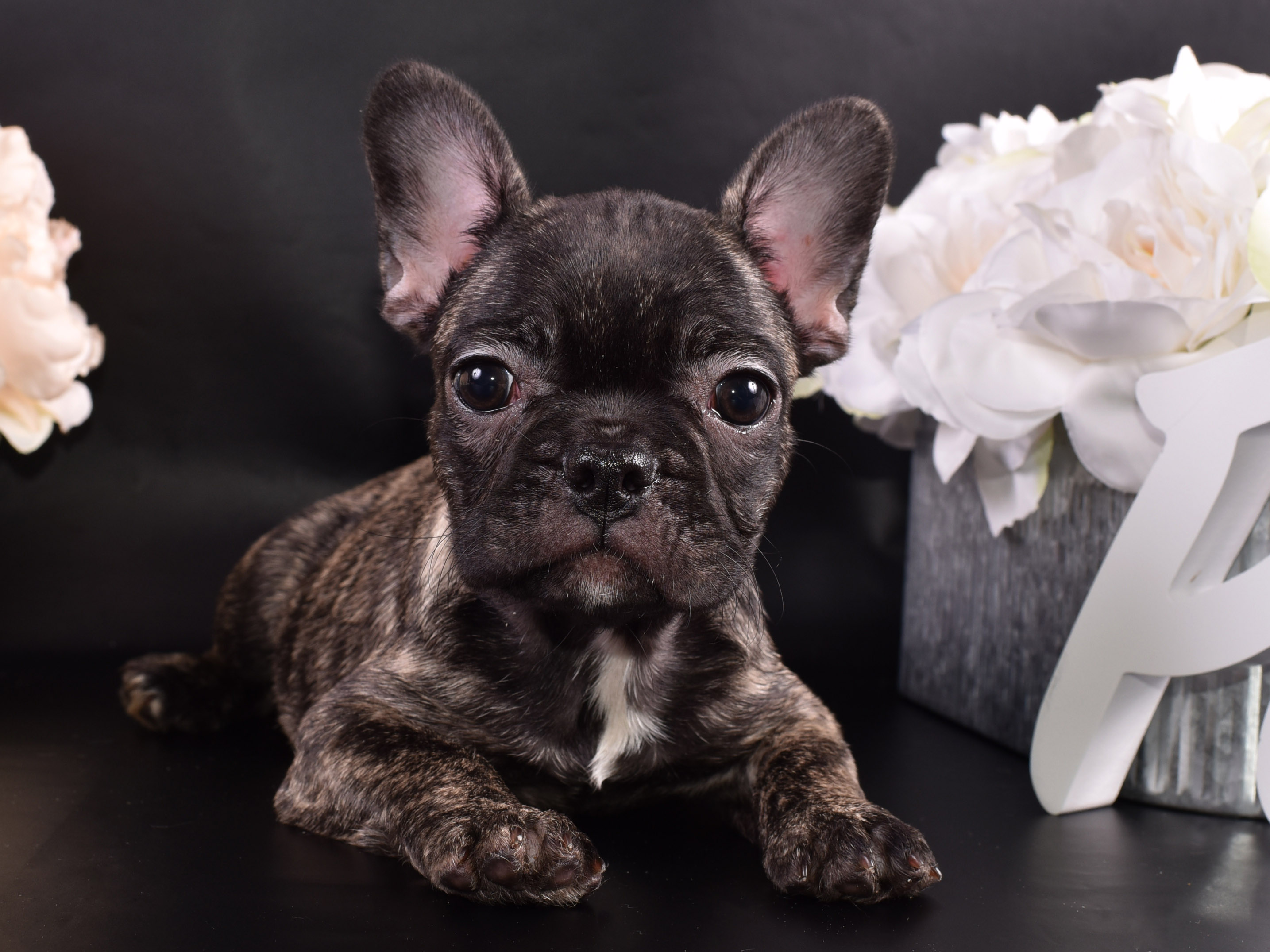 French Bulldog Picture