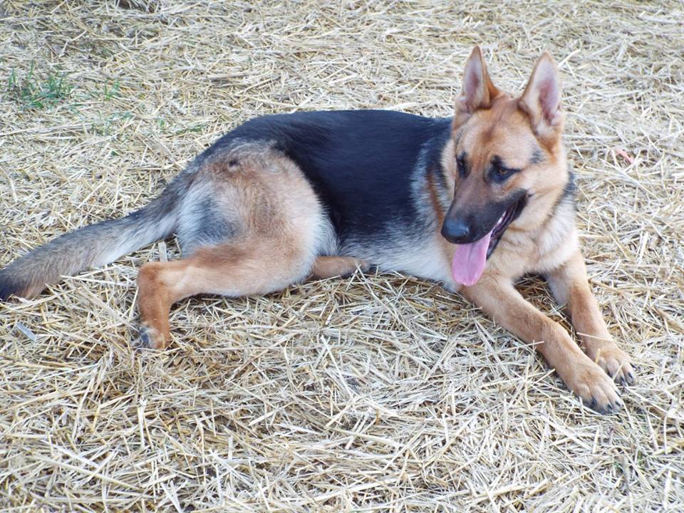 BRADFORD\'S K-9 CORRAL German Shepherd Picture