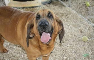 Bloodhound Picture