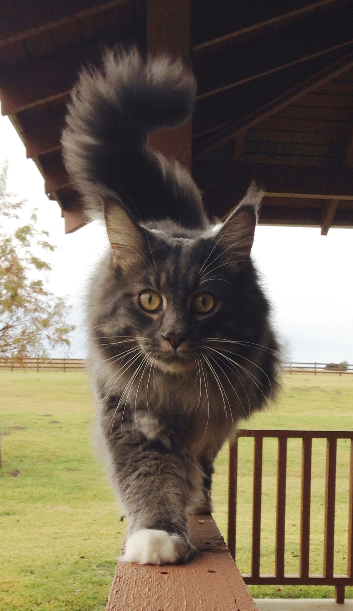 Mountain Fork Maine Coon Picture