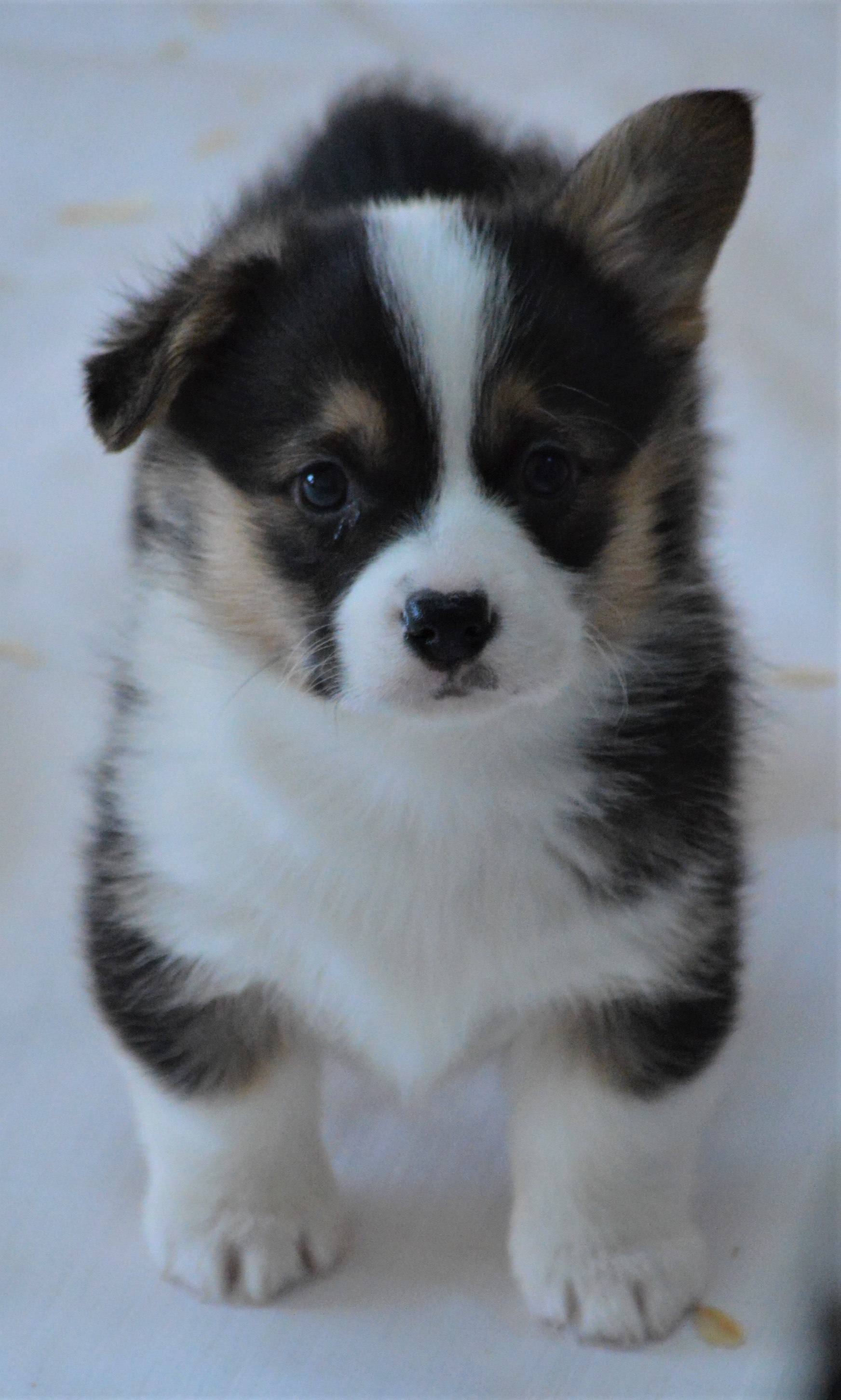 Smiling J Ranch Pembroke Welsh Corgi Picture