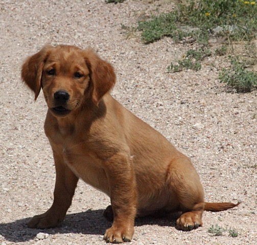 Loose Ends Place Kennel Golden Retriever Picture