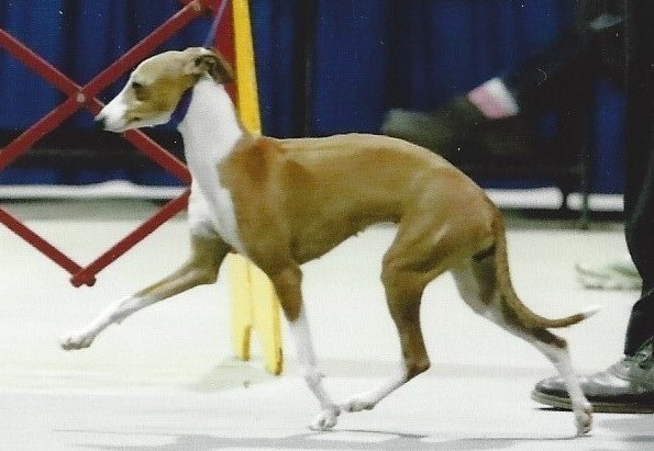 marchwind kennel Italian Greyhound Picture