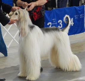 Afghan Hound Picture