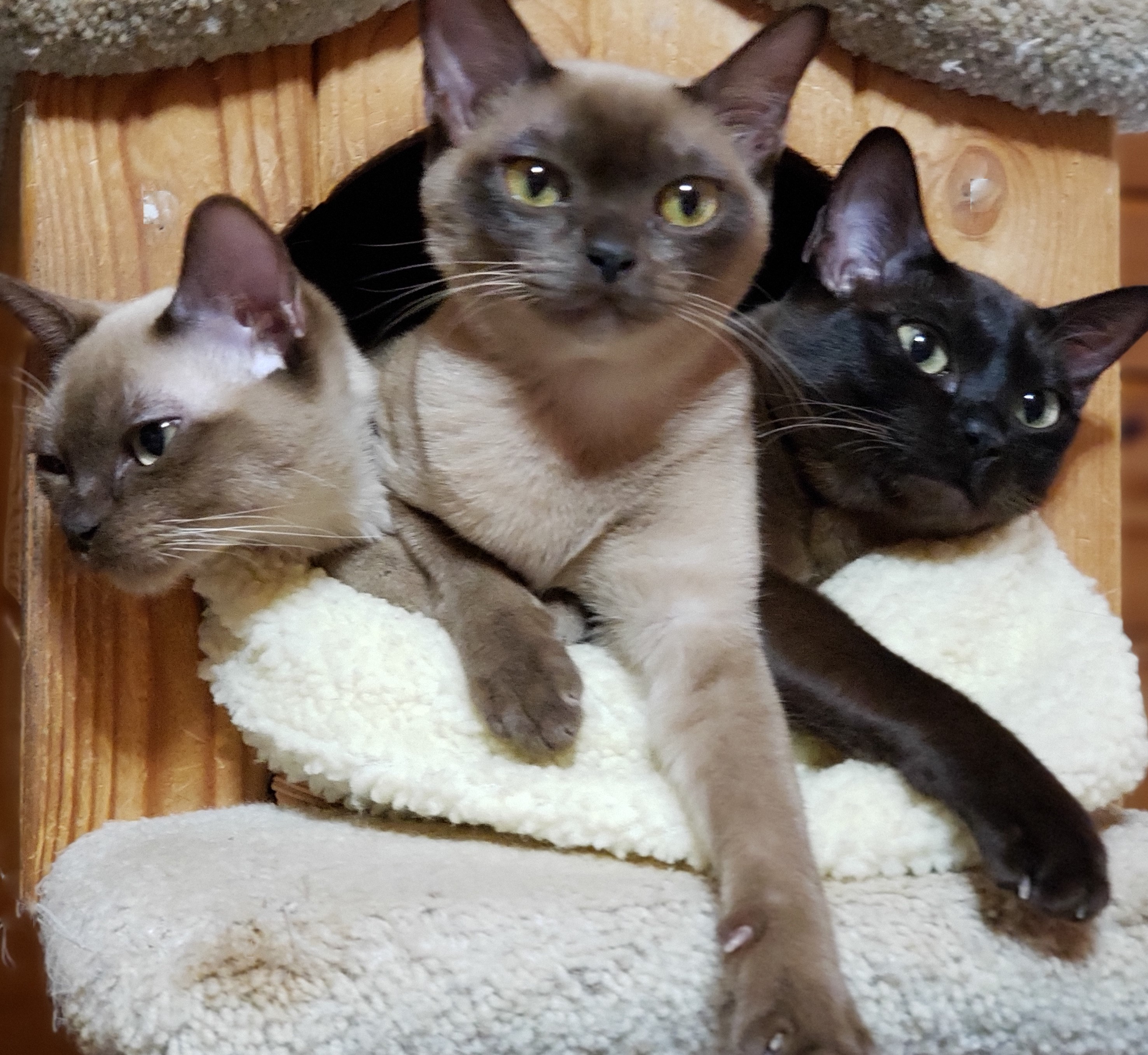 Rainbow Burmese Cattery Burmese Picture