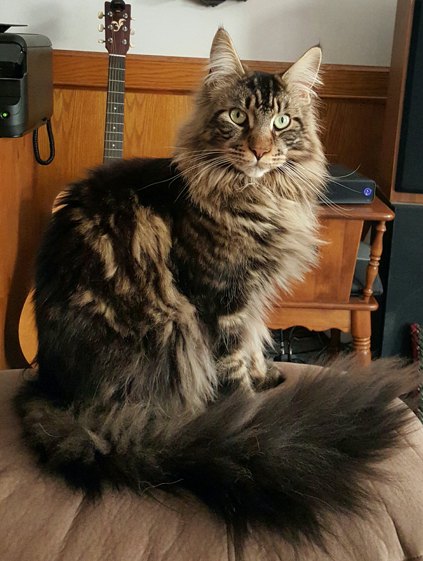 Mountain Fork Maine Coon Picture