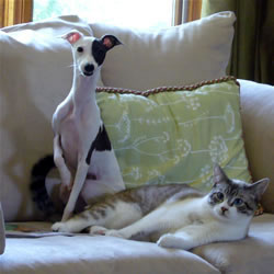 Italian Greyhound Picture