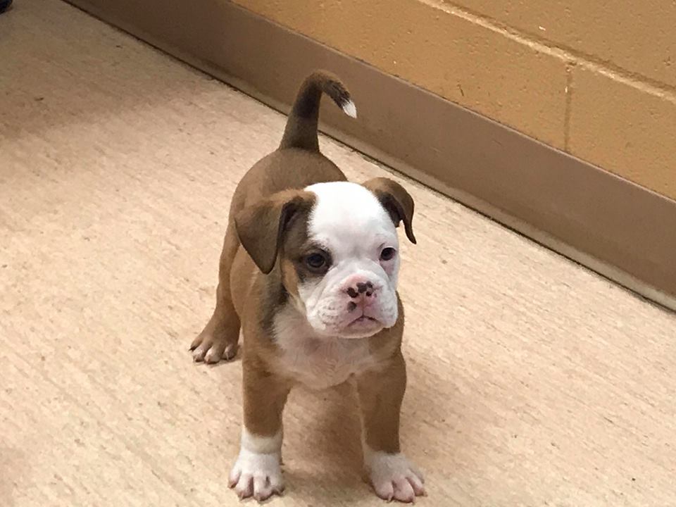 Willamette Valley Australian Bulldogs Australian Bulldog Picture