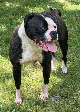 American Bulldog Picture