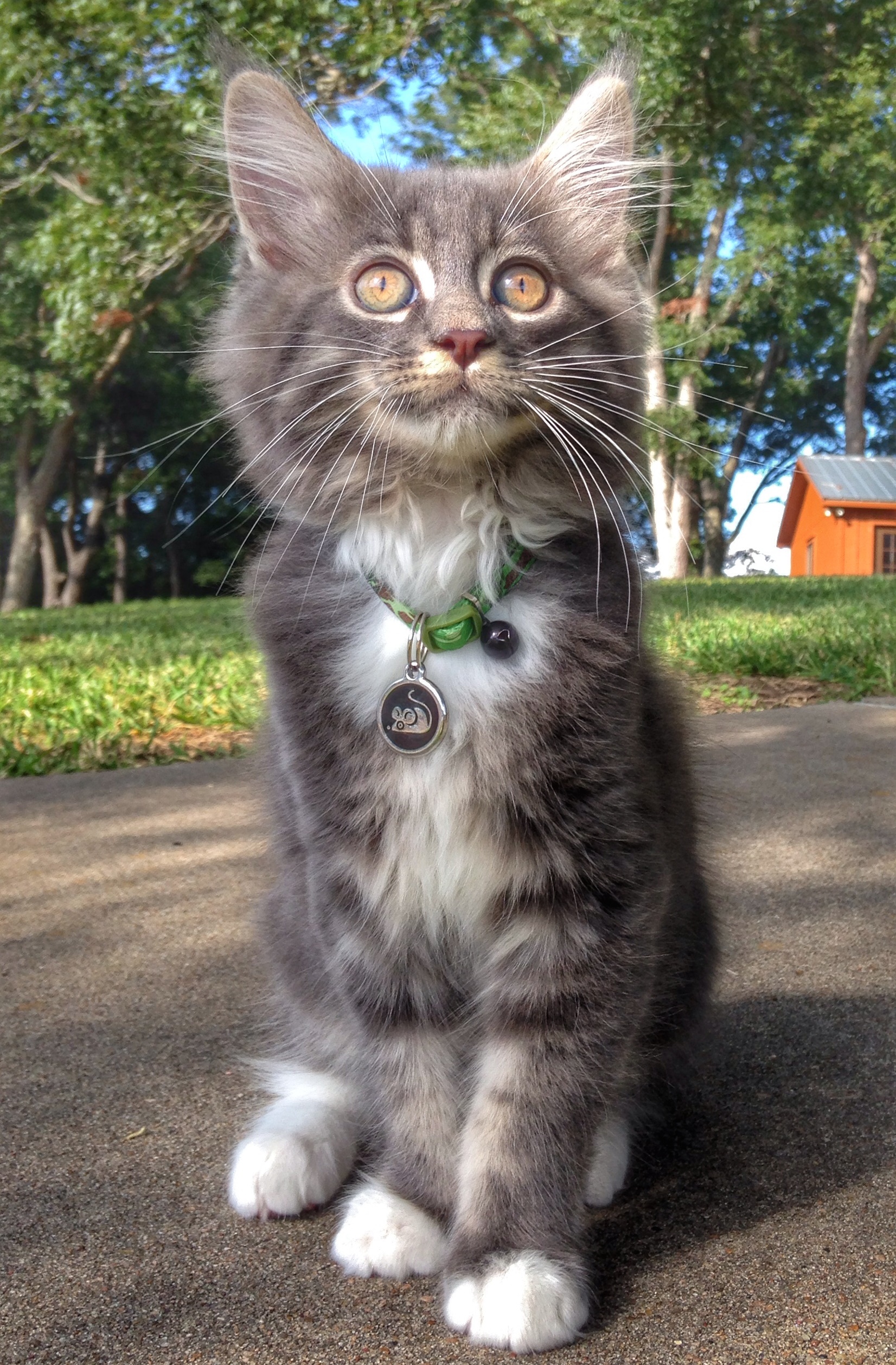 Maine Coon Picture