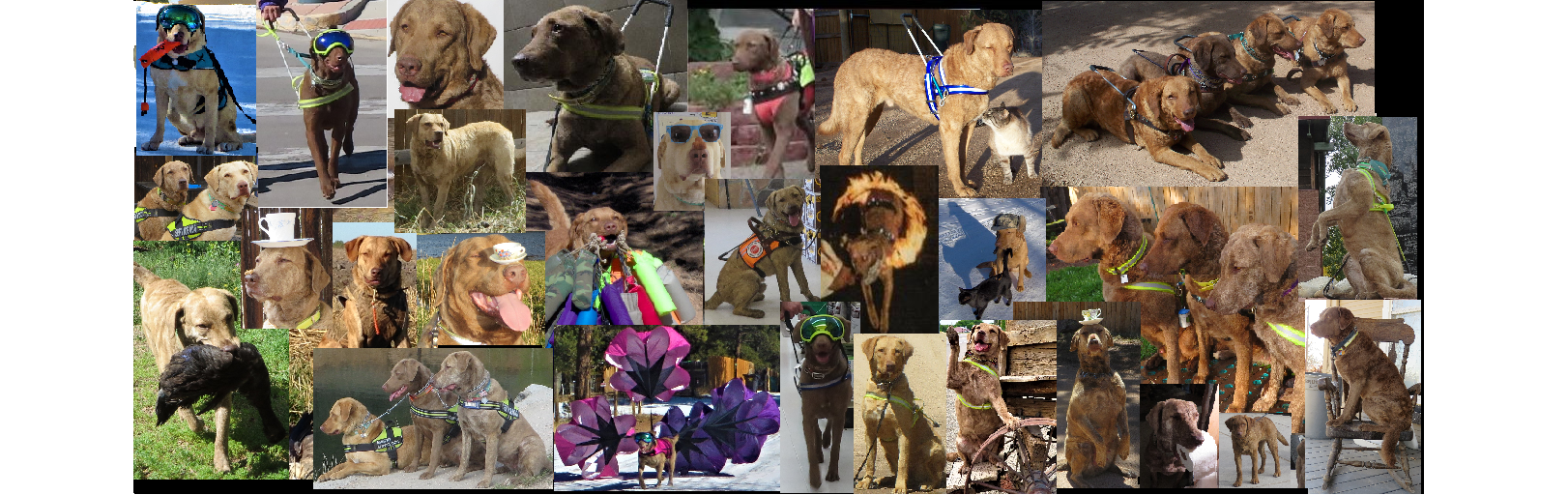 Breeder Uploaded Picture