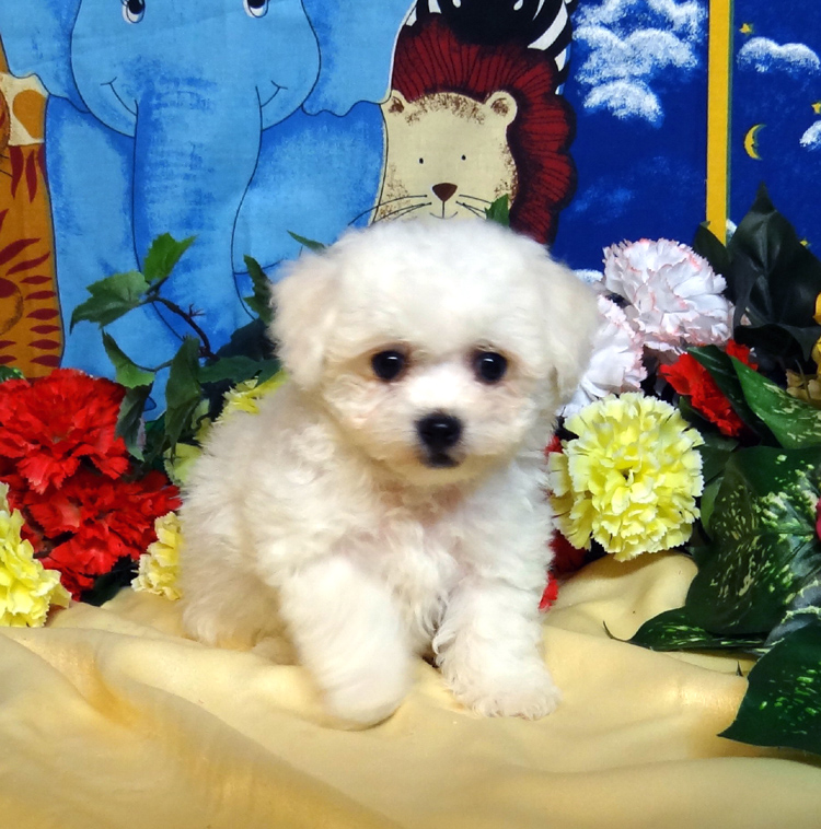 Bichon Frise Picture