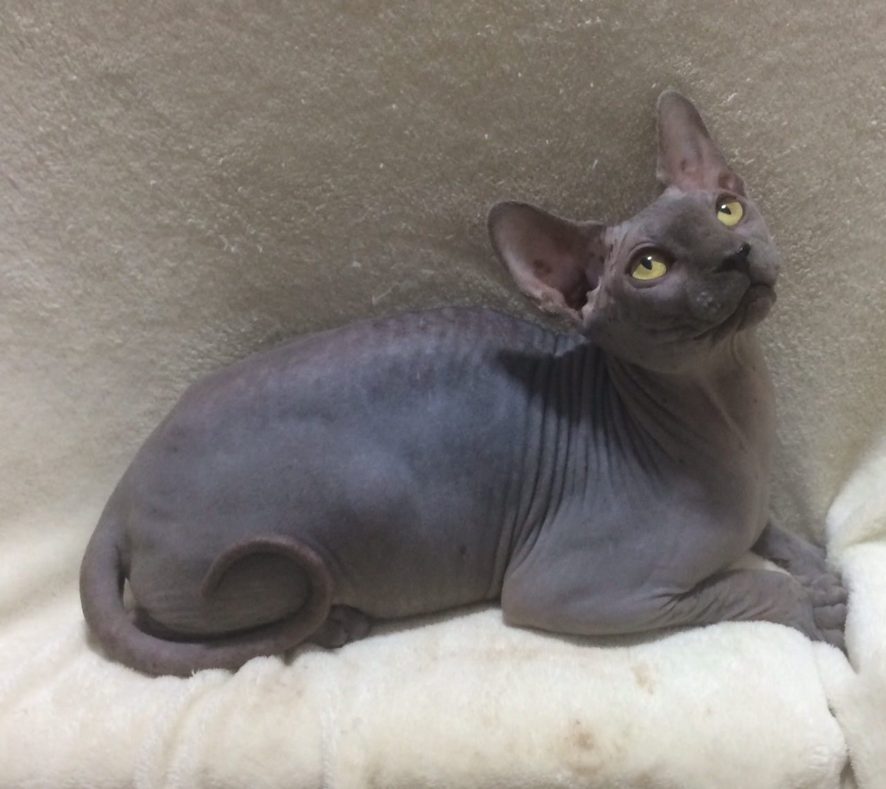 Sphynx Picture