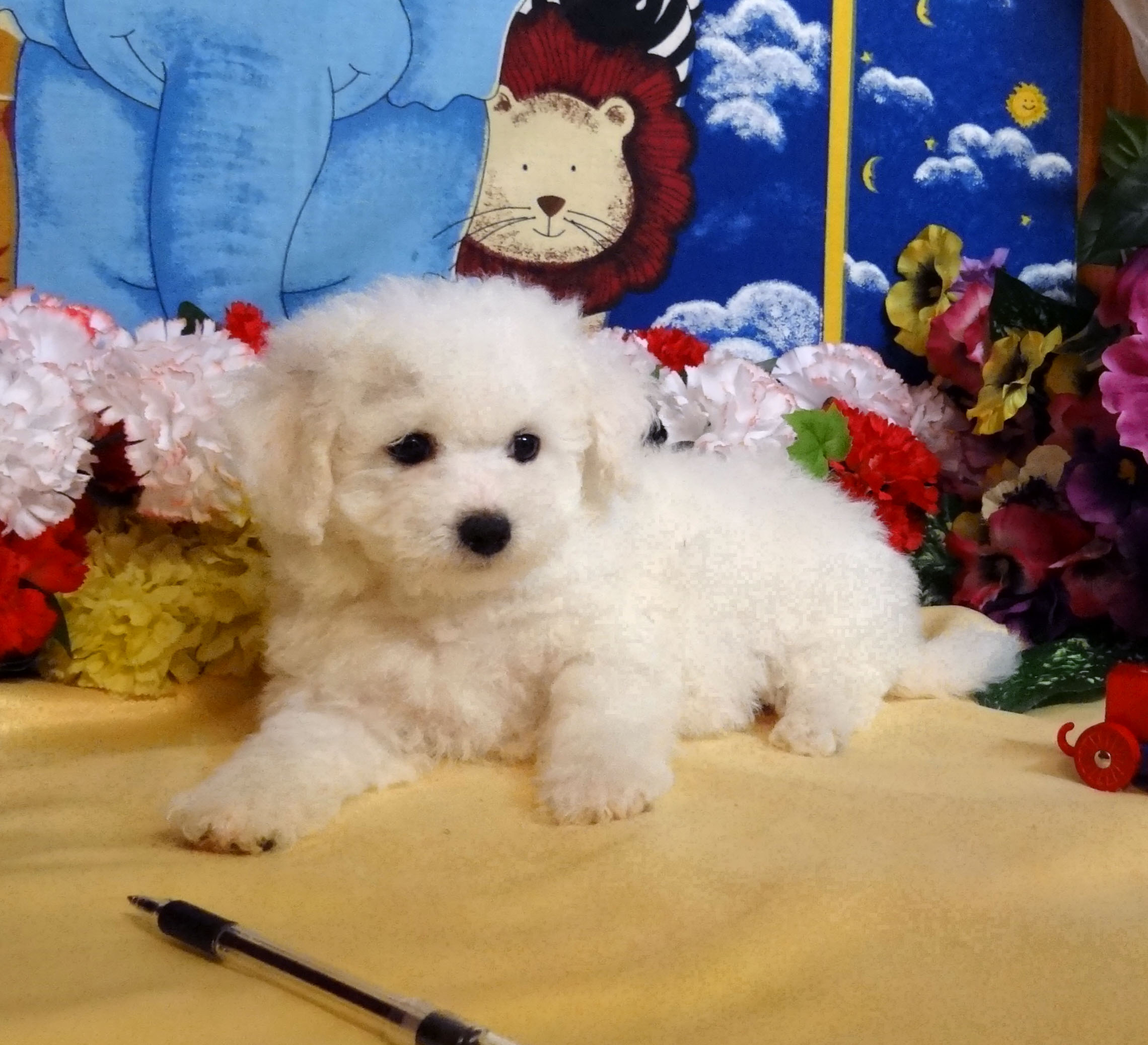 Bichon Frise Picture