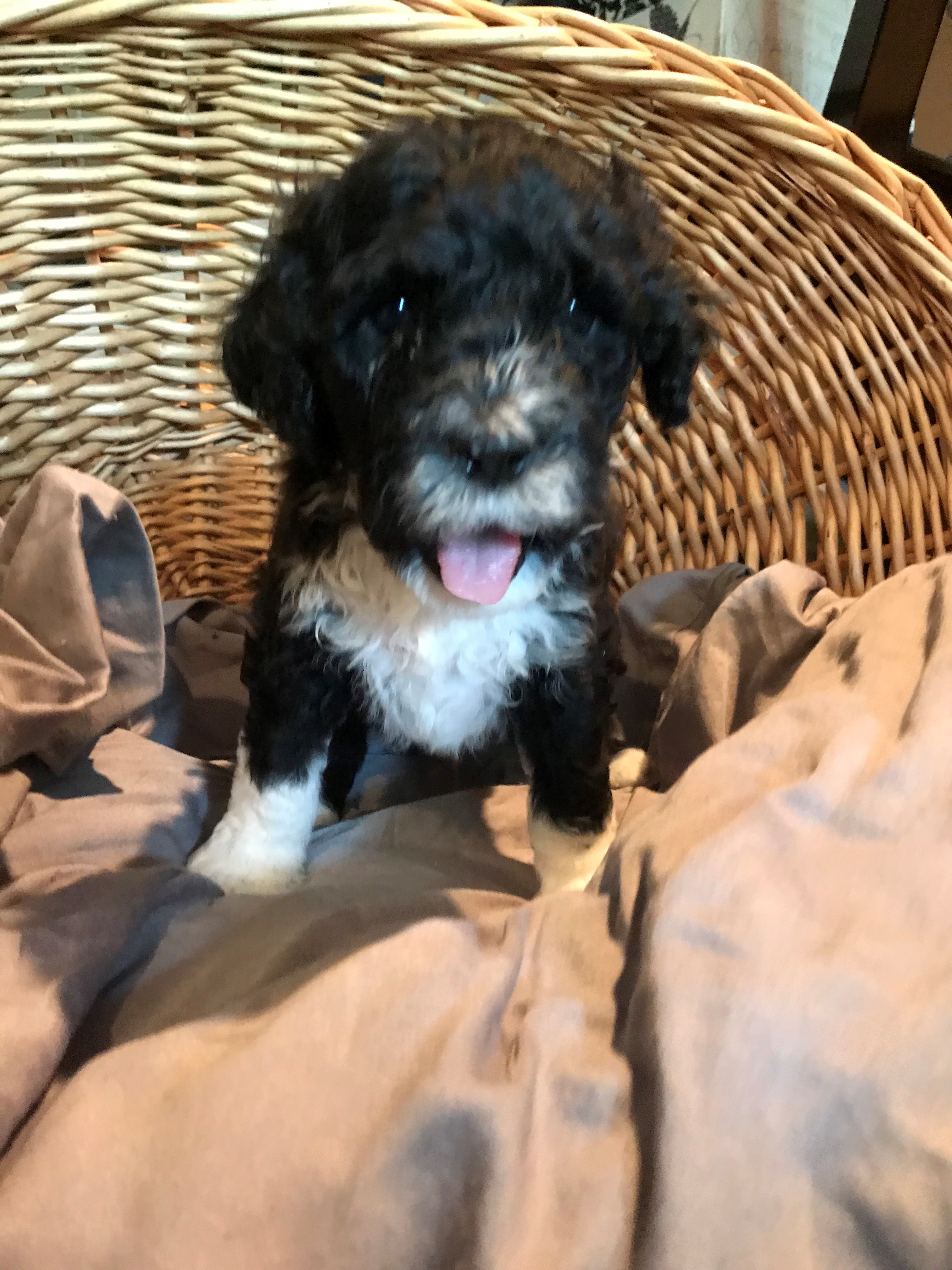 Portuguese Water Dog Picture