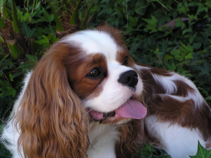 BoJak Cavaliers Cavalier King Charles Spaniel Picture