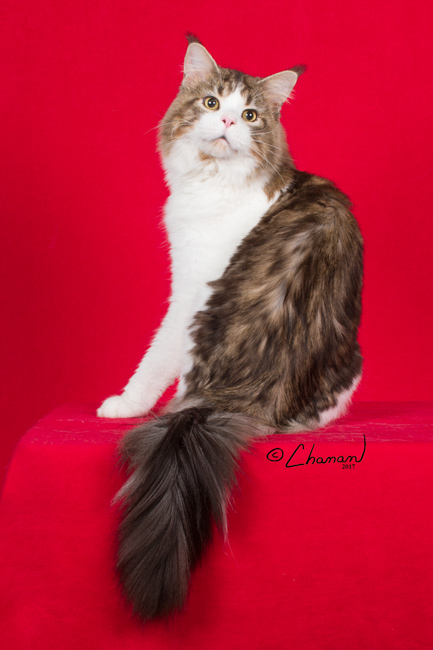 S.R.coons Maine Coon Picture