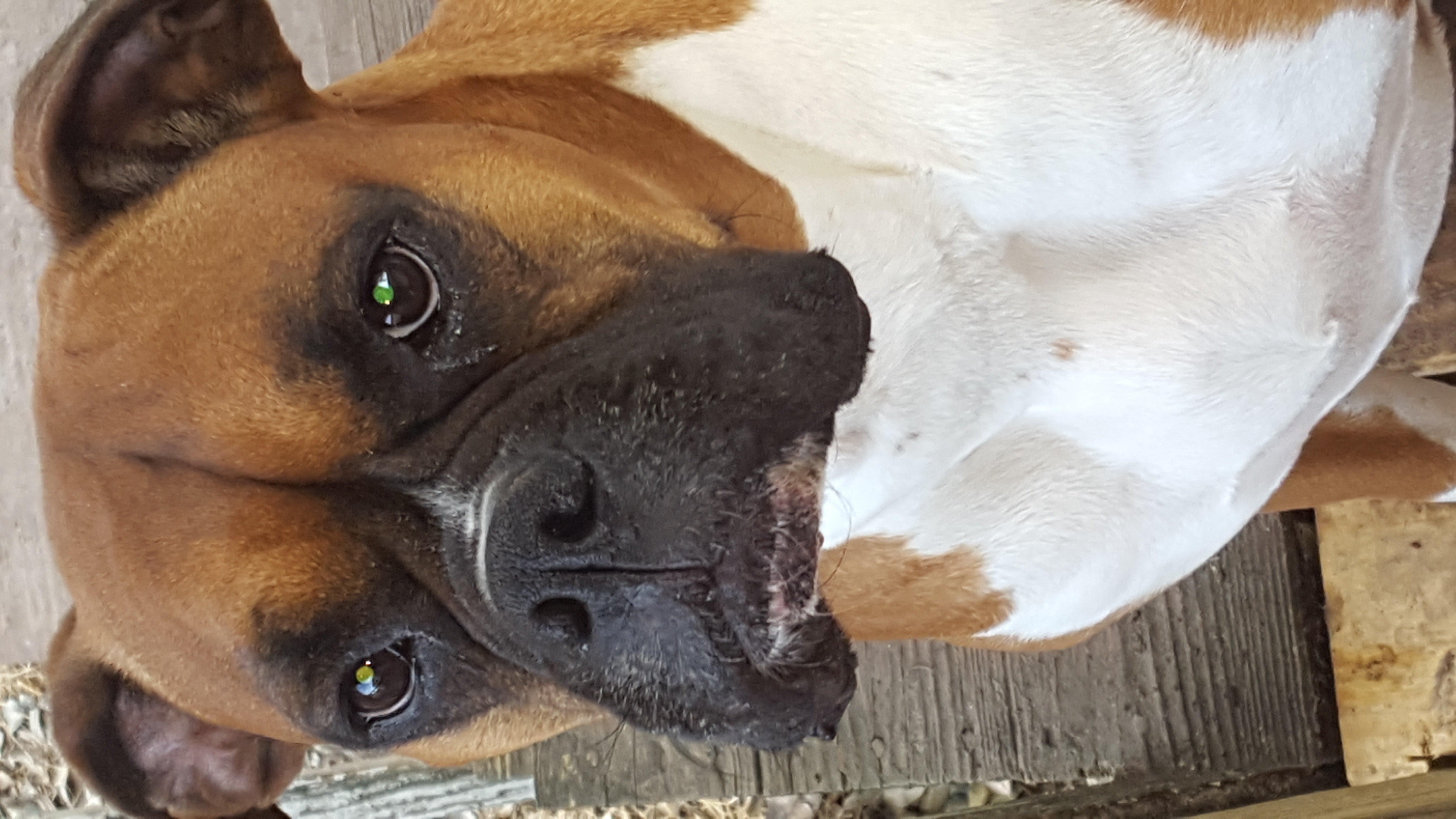 Boxer Picture