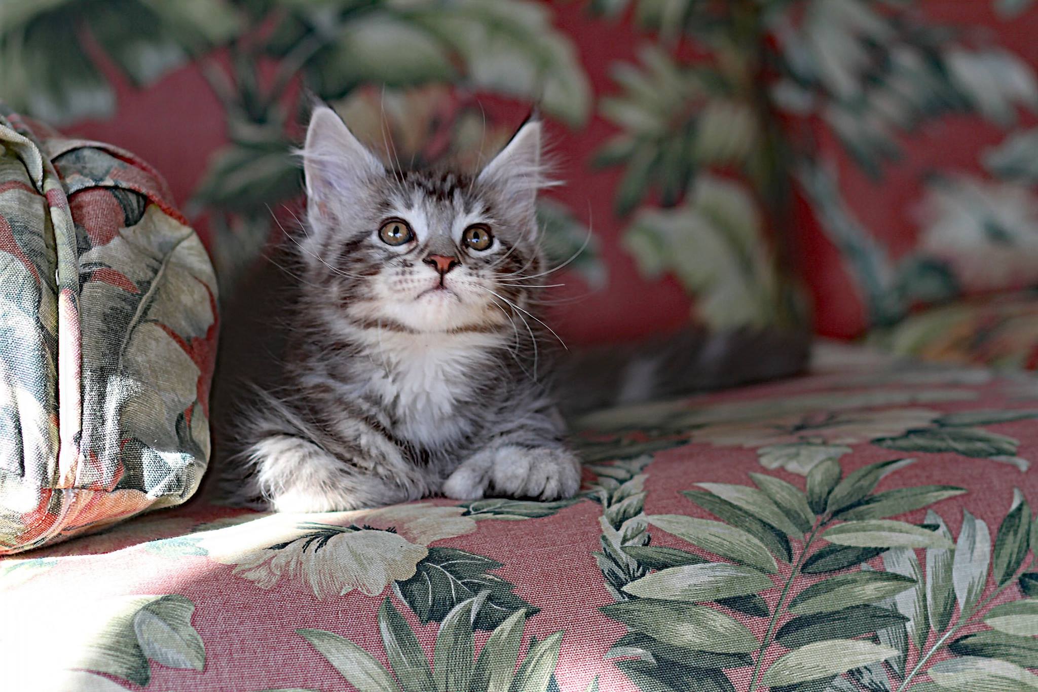 Whispurridge Cattery Maine Coon Picture