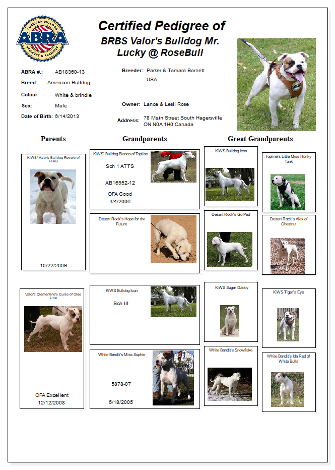 Rosebull Kennel American Bulldogs American Bulldog Picture