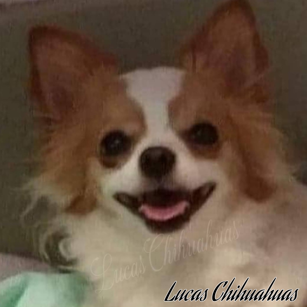 Lucas Chihuahuas Chihuahua Picture