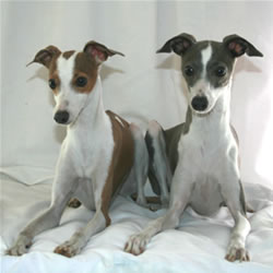 Italian Greyhound Picture