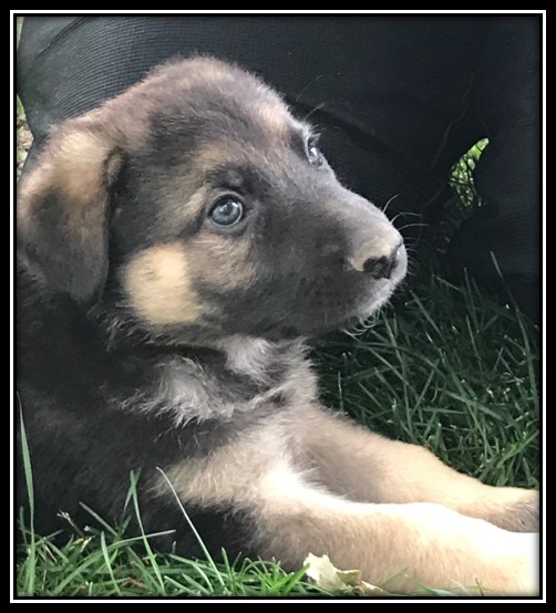 Hammitt Pups German Shepherd Picture