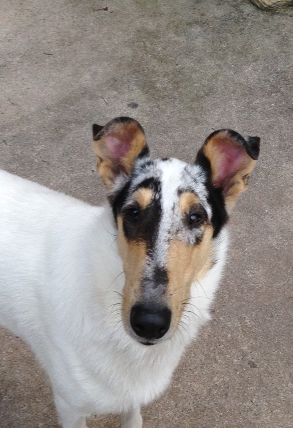 Duquesne Collies Collie Picture