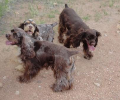 American Cocker Spaniel Picture