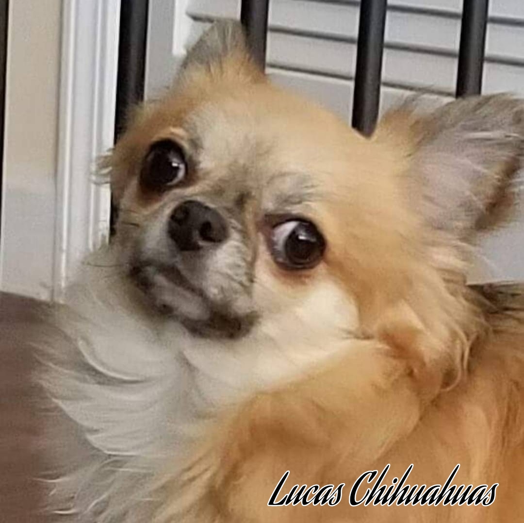 Lucas Chihuahuas Chihuahua Picture