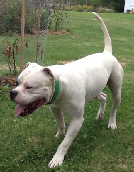 American Bulldog Picture