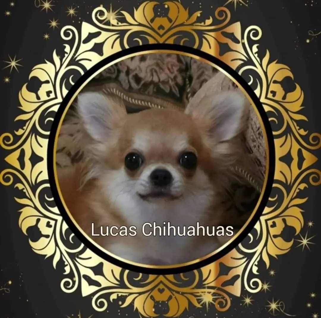 Lucas Chihuahuas Chihuahua Picture