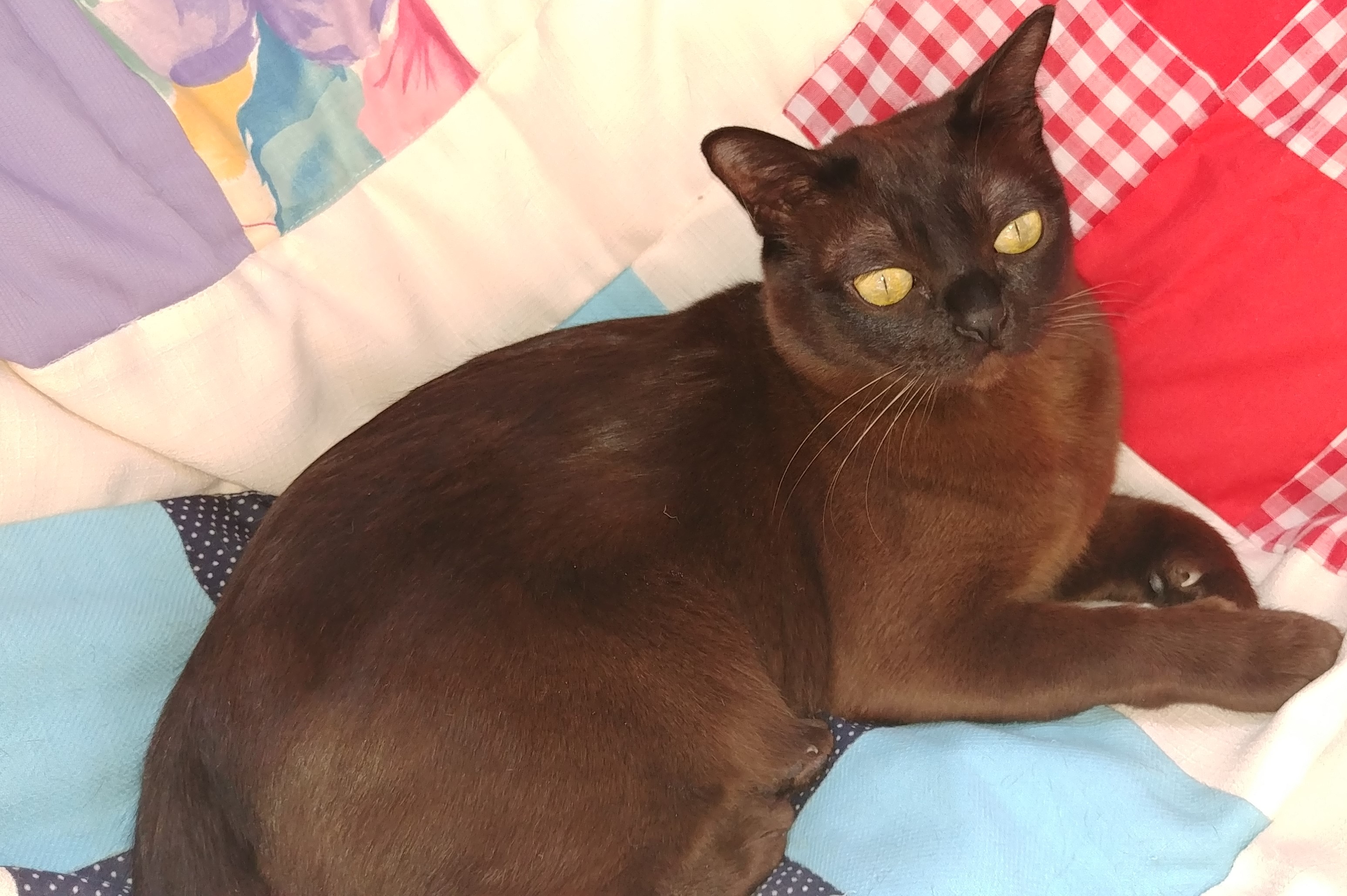 Rainbow Burmese Cattery Burmese Picture