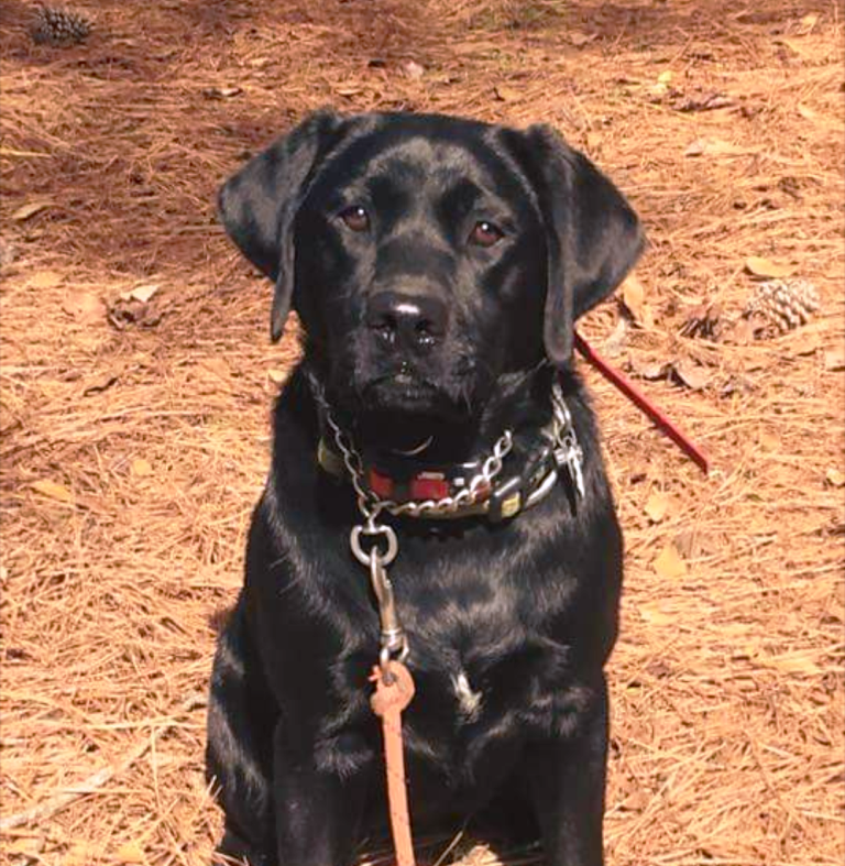 MOONLIGHTER LABRADORS Labrador Retriever Picture